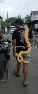 Foto ular python albino milik Tunggul Agung Wibowo