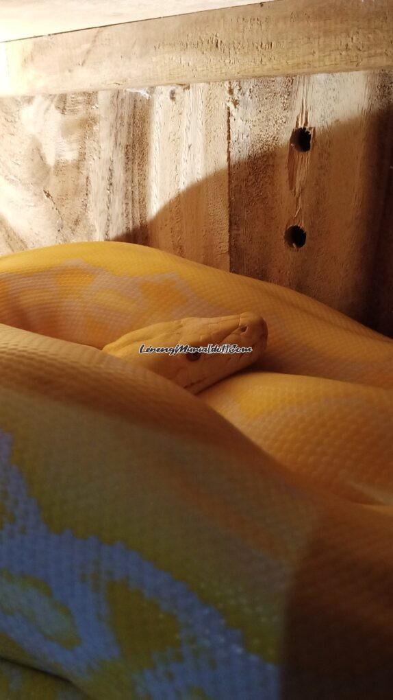 Foto ular python albino yang jinak dan kalem