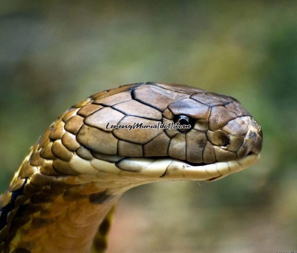 Foto sisik di kepala ular king cobra