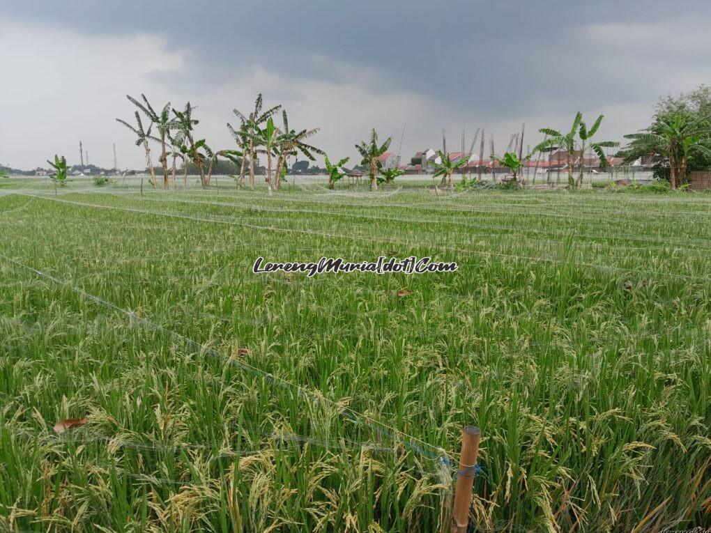 Foto sawah di Desa Sukoharjo Margorejo ditutup jaring