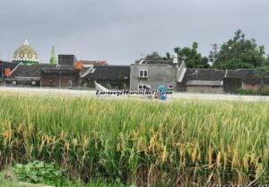 Foto petani Desa Puri Pati membuka jaring penutup tanaman padi