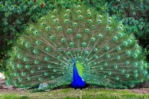 Foto burung merak jantan berbulu normal