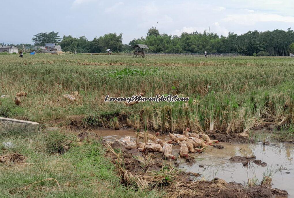 Foto bebek sedang mengais sisa padi di sawah Desa Puri Pati