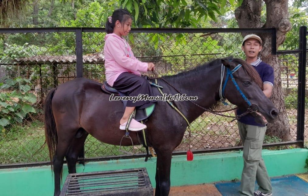 Foto pemandu kuda siap mengajak wisatawan untuk mengelilingi Semarang Zoo bersama kuda hitamnya