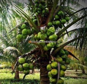 Pohon kelapa kopyor yang tumbuh subur di Pati bagian utara dan siap dipanen