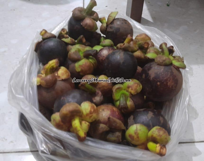 Buah manggis dengan warna kulit ungu dalam kondisi matang