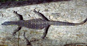 Sliro biawak air yang sedang berjemur untuk menghangatkan tubuh di atas kayu datar