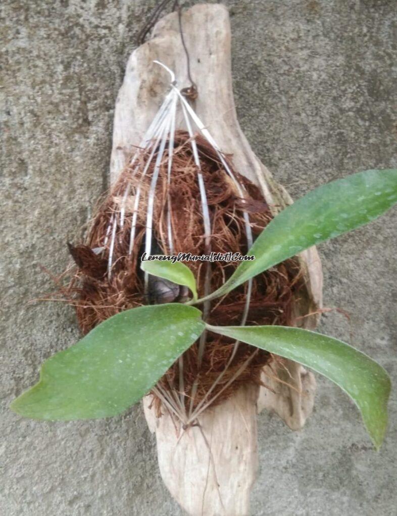 Satu kayu kecil untuk menempelkan 1 anggrek terlihat lebih anggun