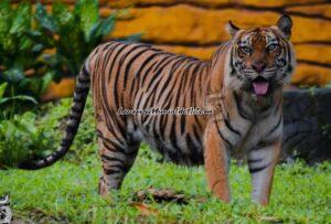 Harimau Sumatra yang masih bertahan hidup di hutan Sumatra (Foto:Tripadvisor)