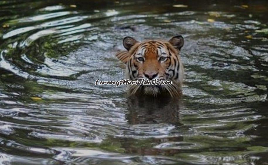 Harimau Sumatra berperilaku dapat  berenang dengan baik (Foto:Kompas.com)