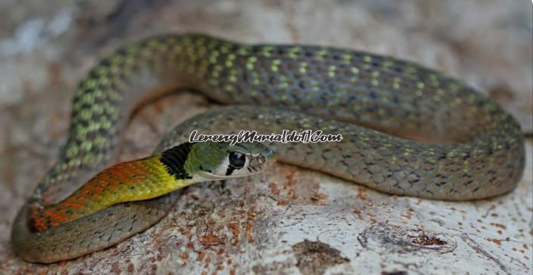 Ular dudak emprit berbisa yang sering masuk rumah warga di malam hari (Foto:ANTVklik.com)