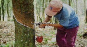 Ilustrasi petani sedang menyadap getah karet dengan posisi merunduk