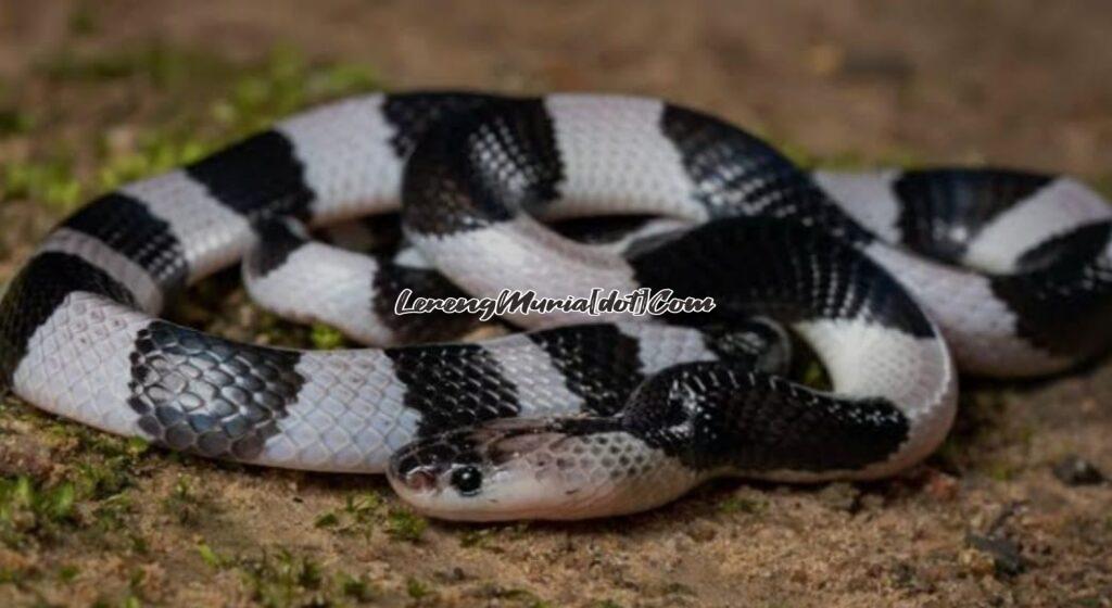 Ular weling yang pola warna hitam putih sebagai ciri khasnya (Foto:Pintarpet)