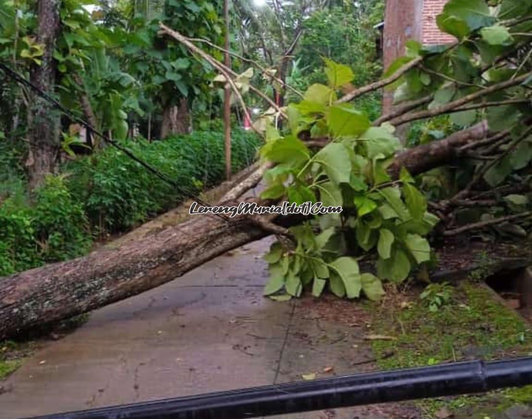 Pohon jati berukuran besar tumbang menghalangi jalan di Desa Gembong Kecamatan Gembong beberapa waktu yang lalu