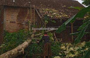 Dahan pohon jati menimpa emperan belakang rumah warga yang lain