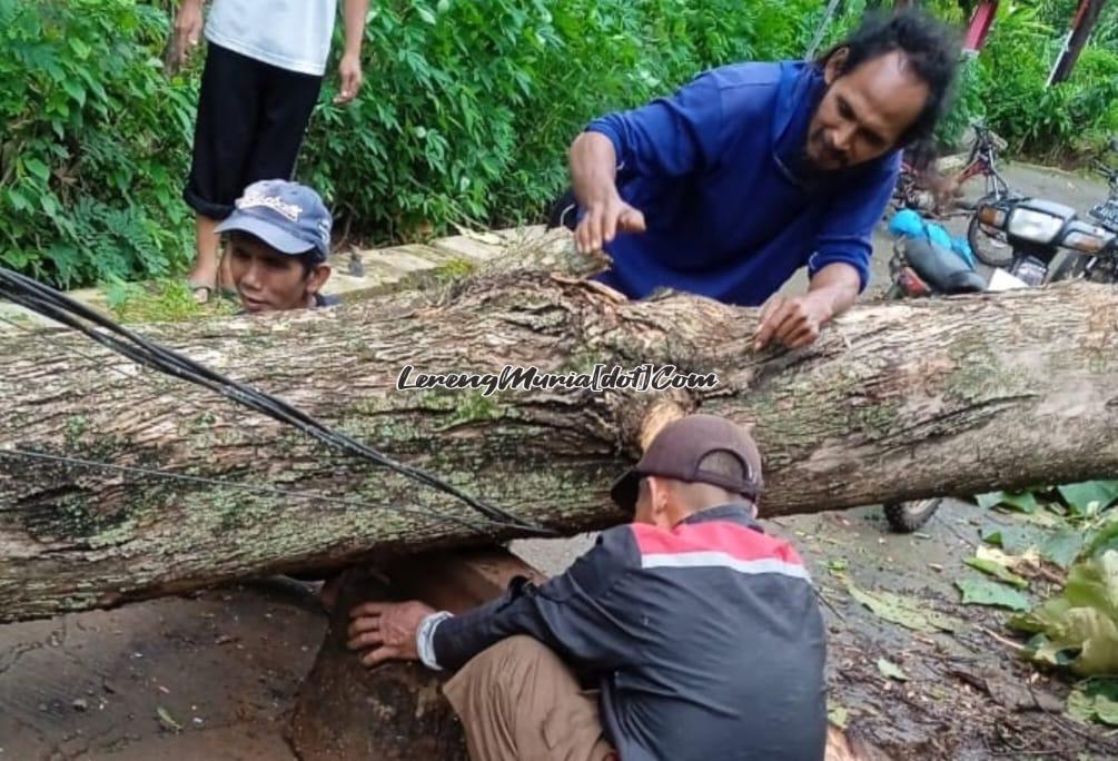 Batang pohon jati siap dievakuasi oleh warga setempat