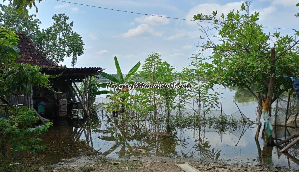 Pekarangan warga Desa Kosekan yang posisinya lebih rendah juga masih tergenang air