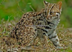 Kucing kuwuk berkaki panjang yang bulunya mirip macan tutul (Foto: Wikipedia.org)