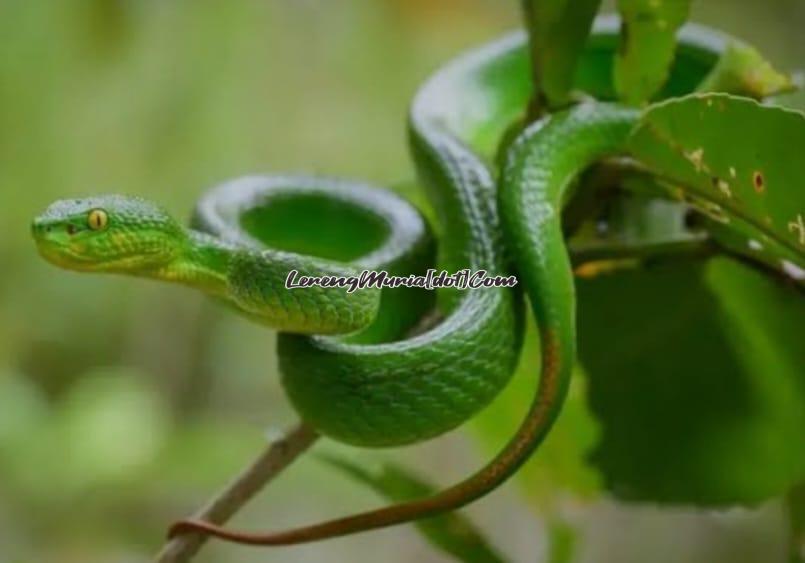 Ular hijau yang pandai menyamar sewarna dengan daun ( Foto : Orami.com )