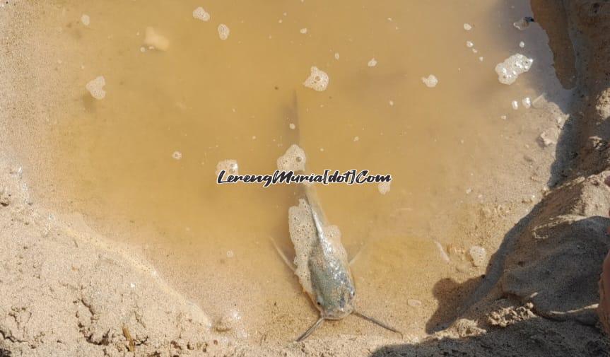 Salah satu ikan yang dapat ditangkap di pinggiran Pantai Pailus Jepara oleh pengunjung dari Pati