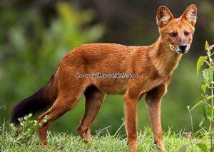 Anjing ajag atau anjing hutan, salah satu jenis anjing yang masih banyak terdapat di Indonesia (Foto:IDNtimes)