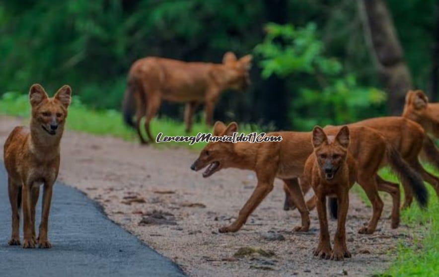 Anjing ajag yang hidupnya bergerombol (Foto:Pungdundee Safaris)