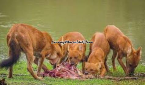 Gerombolan anjing ajag yang sedang menikmati hasil buruannya (Foto:Pungdundee Safaris)