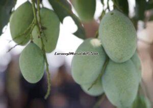 Buah mangga yang beraroma harum dan manis rasanya (Foto:Shutterstock)