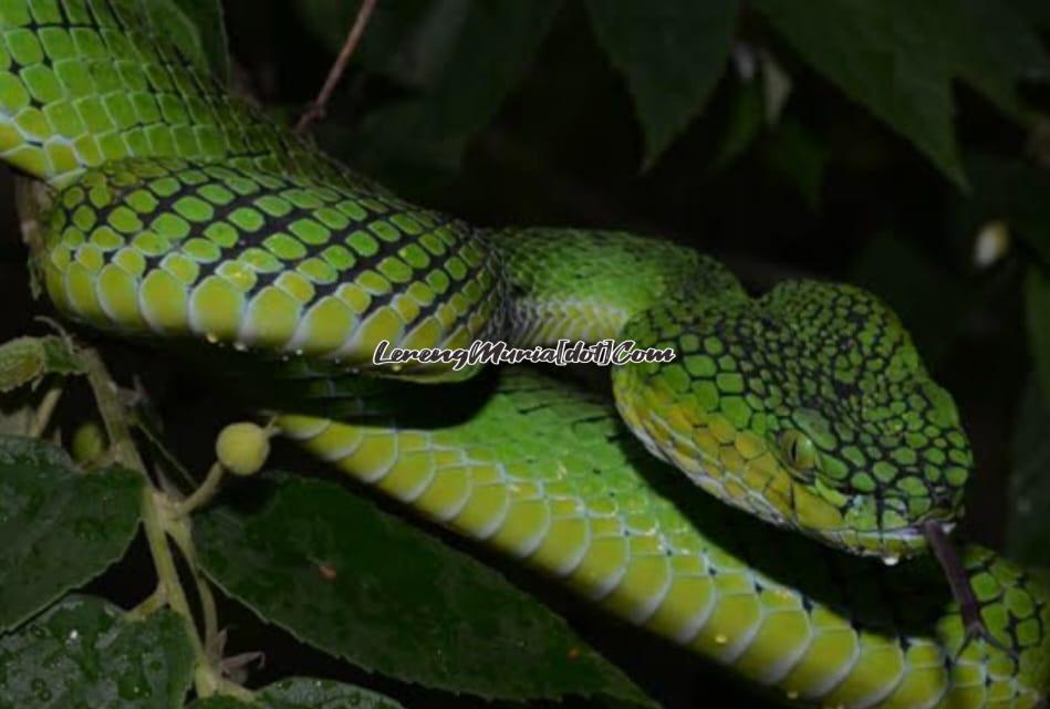 Ular hijau yang bersisik hijau ahli dalam kamuflase di lingkungannya (Foto:Generasi Biologi)