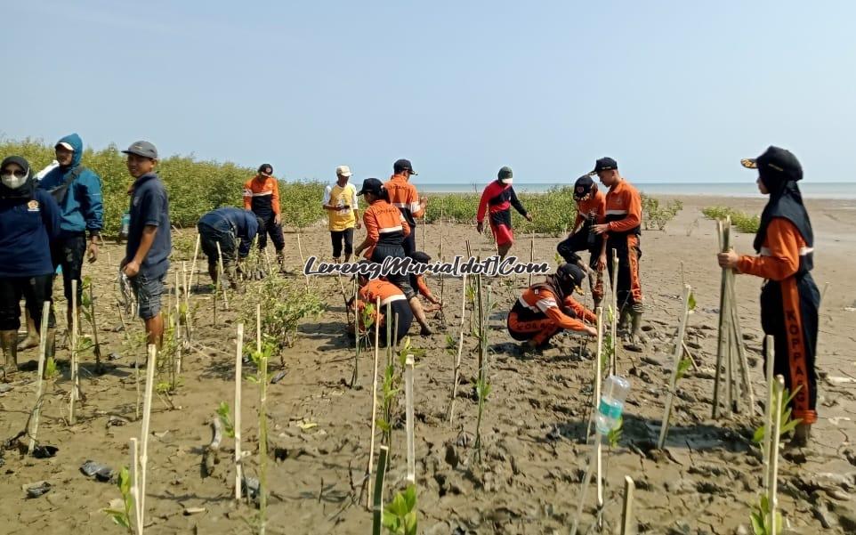 Kopasga berperan aktif dalam kegiatan penanaman mangrove (29/10/2024) yang lalu