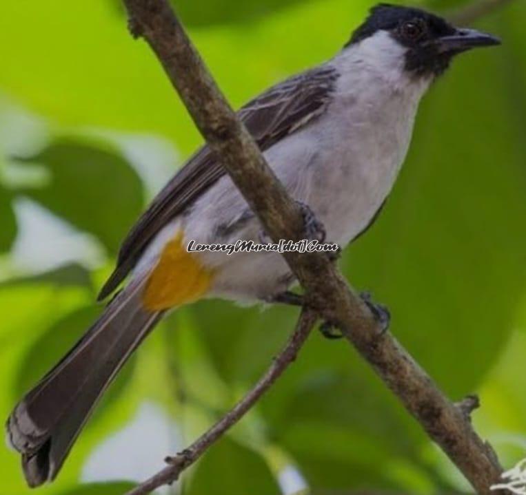 Ciri fisik burung kutilang  yang menempati di pohon tanjung SMAN 3 Pati (Foto: Pinterest)