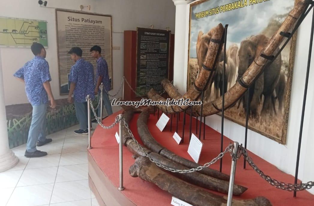 Gading dan tulang gajah purba merupakan salah satu koleksi dari Museum Situs Purbakala Patiayam Kudus