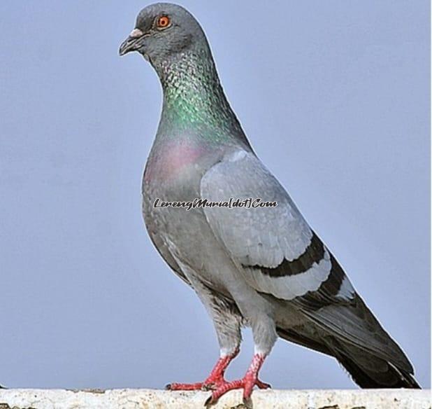 Burung merpati karang (Foto: Wikipedia.org)