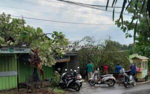 POHON JATI TUMBANG, NANGKRING DI ATAP KIOS 