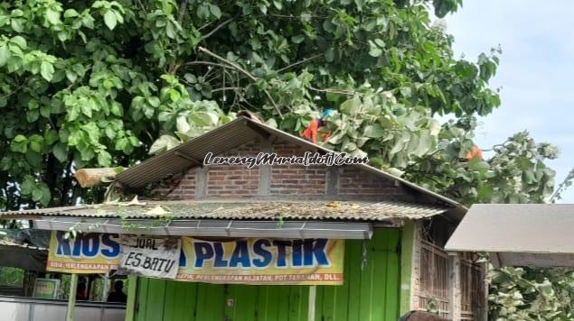 Anggota BPBD Pati membantu mengevakuasi pohon jati yang ada di atas atap kios plastik