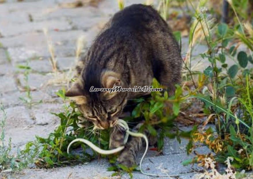 Kucing liar sedangkan mempermainkan ular (Foto: iStock)