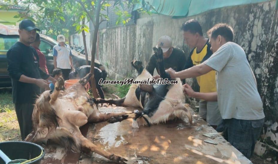 Pembersihan rambut pada kulit kambing oleh warga dilakukan dengan penuh keakraban | LERENG MURIA Pembersihan rambut pada kulit kambing oleh warga dilakukan dengan penuh keakraban