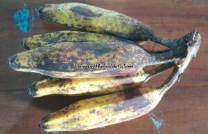 GABLOG, PISANG NAN JUMBO