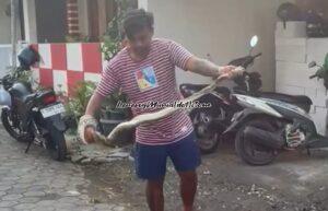 Ular phyton yang menghebohkan warga Perum Rendole Indah Pati