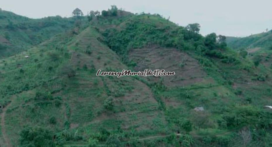 Gunung Patiayam di musim penghujan terlihat hijau namun menyimpan sejuta misteri (Foto: Kumparan)