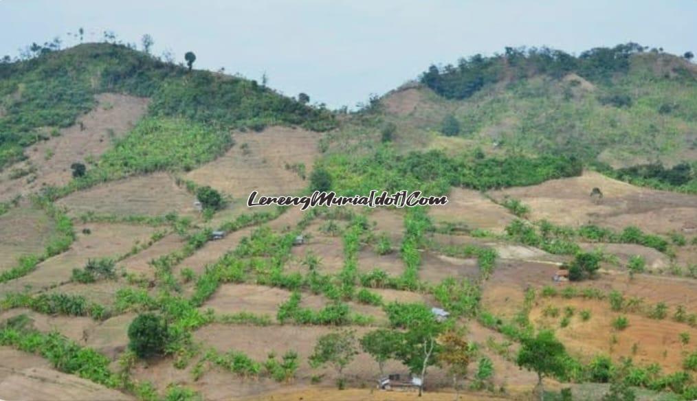 Gunung Patiayam terlihat gersang di musim kemarau (Foto: Detik.com) | LERENG MURIA Gunung Patiayam terlihat gersang di musim kemarau (Foto: Detik.com)