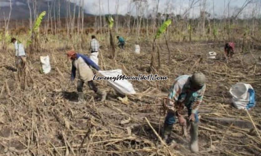 Ilustrasi warga sedang ngglentheng ketela pohon di tegalan (Foto: Mongabay)