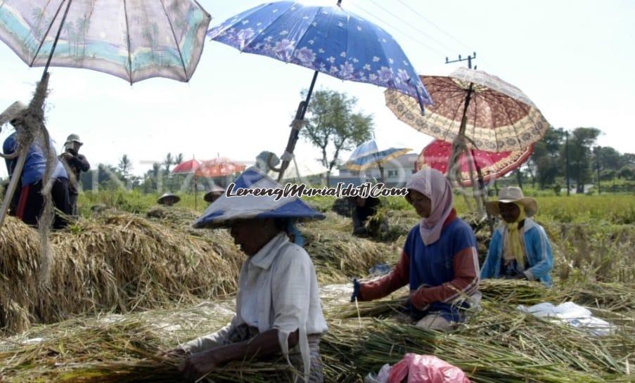 Kegiatan teteg oleh para perempuan pada saat ada panen padi di sawah (Foto: Antara Foto)