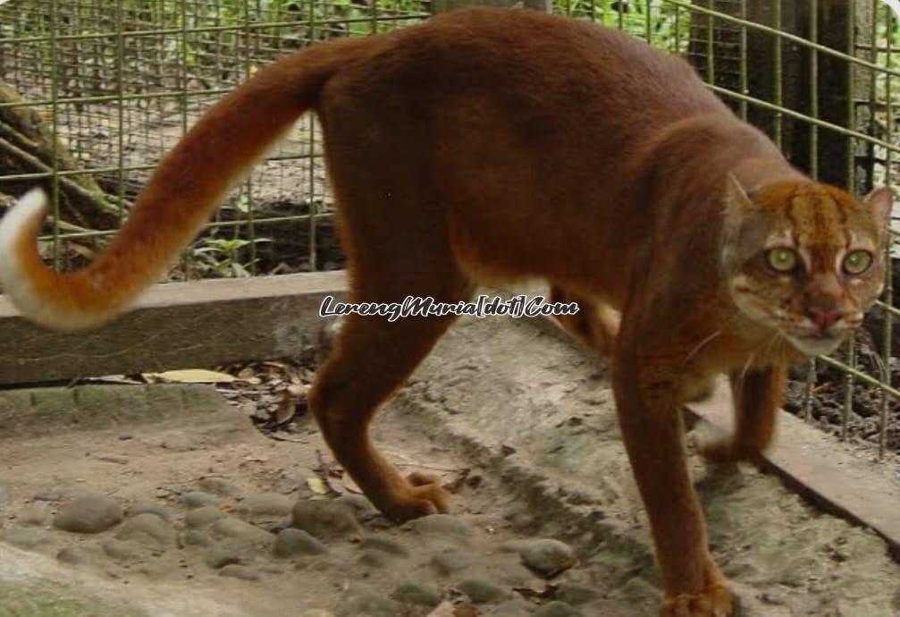 Kucing merah Kalimantan, fauna yang langka (Foto: Wikipedia.org)