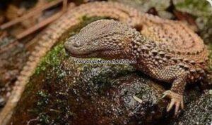 MENGENAL BIAWAK KALIMANTAN