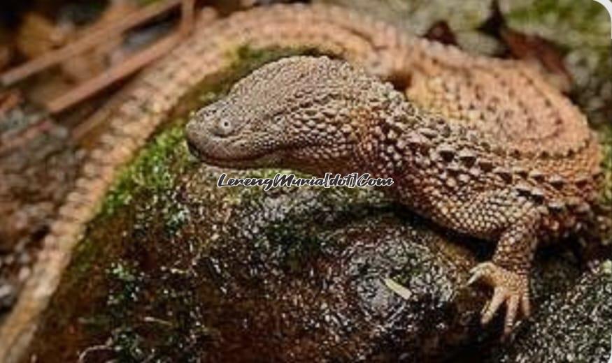 Biawak Kalimantan yang sudah langka dan terancam punah (Foto:RRI.co.id)