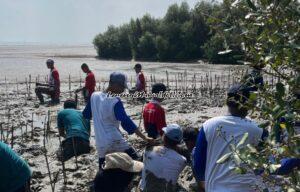 MAGERI SEGORO: PENANAMAN 5.000 MANGROVE DI UJUNG TLUWUK PATI