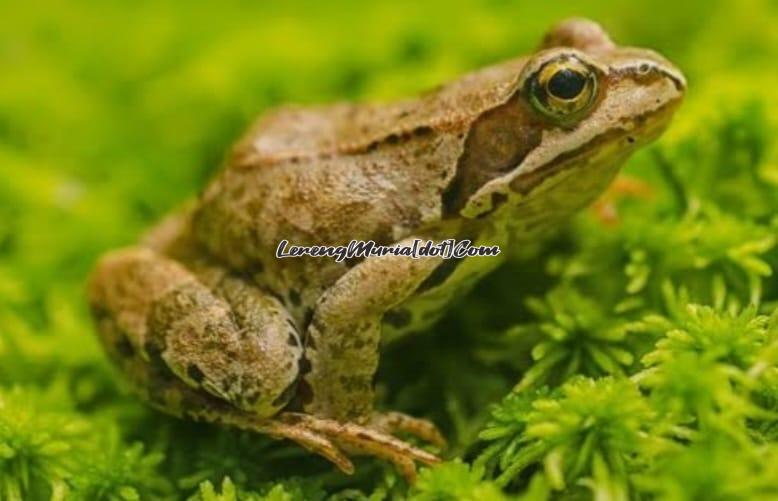 Katak yang hidup di dua alam, tak lepas dari proses evolusi (Foto: Kompas.com)