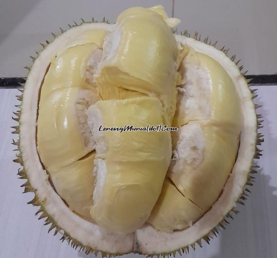 Daging buah durian Kendil yang berwarna kuning cerah