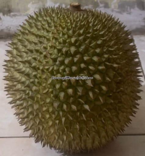 Duri durian Kendil yang berwarna hijau kekuningan dengan ukuran sedang